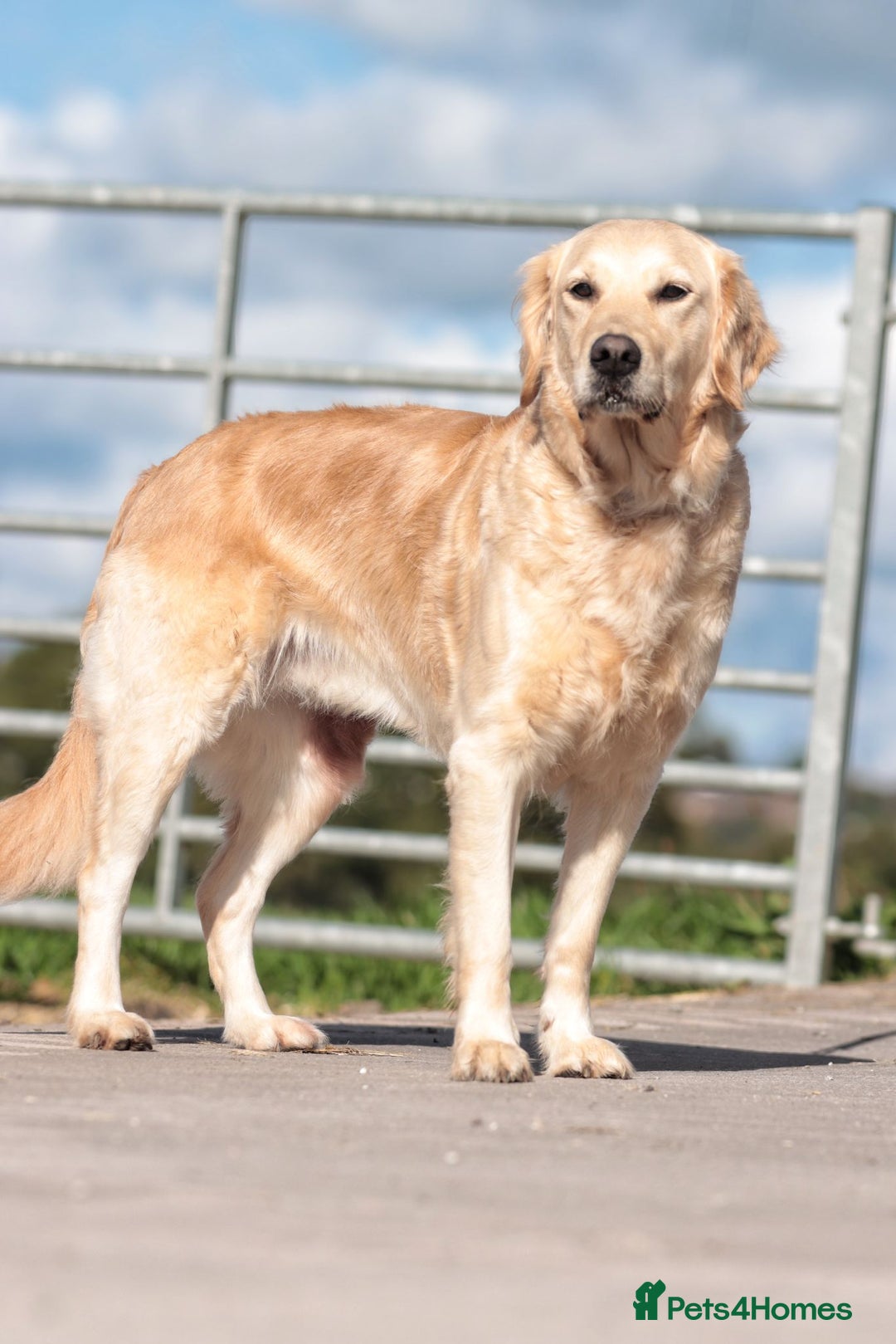 Golden Retriever dogs for sale: Heartbreaking Sale – Our Beloved Golden Retriever - Image 2