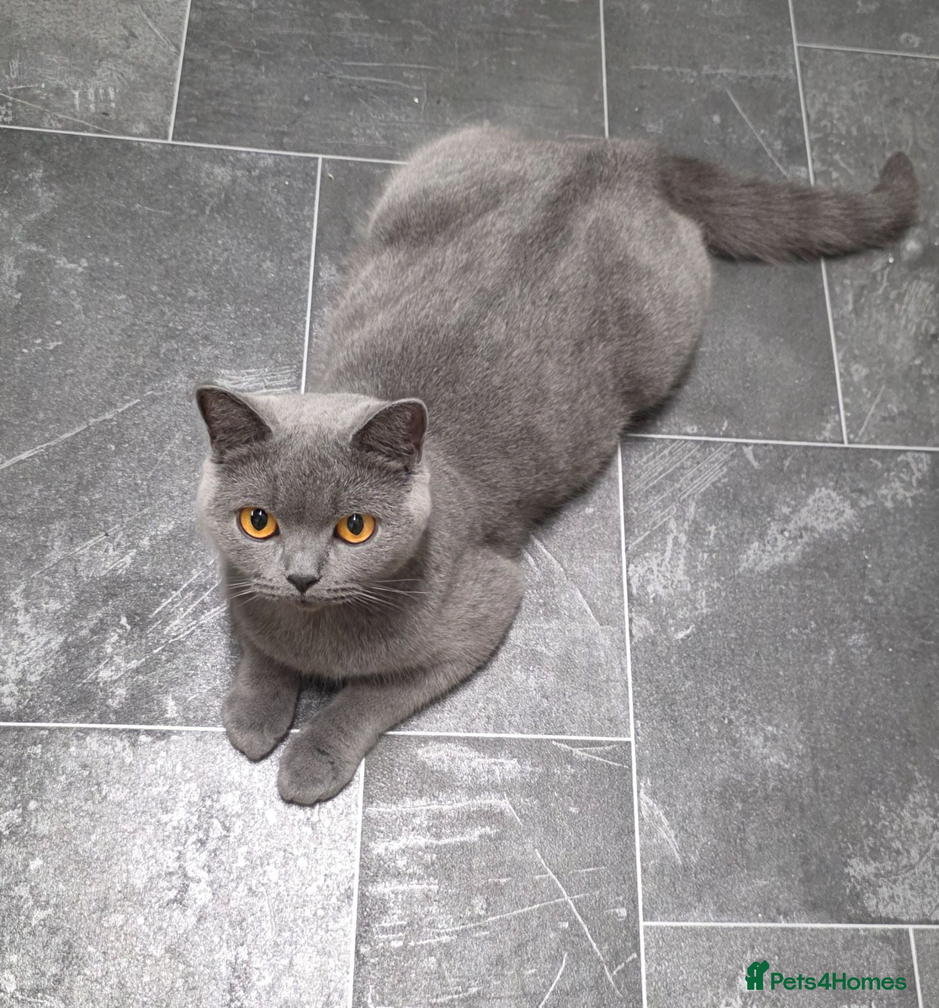 British Shorthair cats Ready to go British Shorthair kittens  - Advert 2