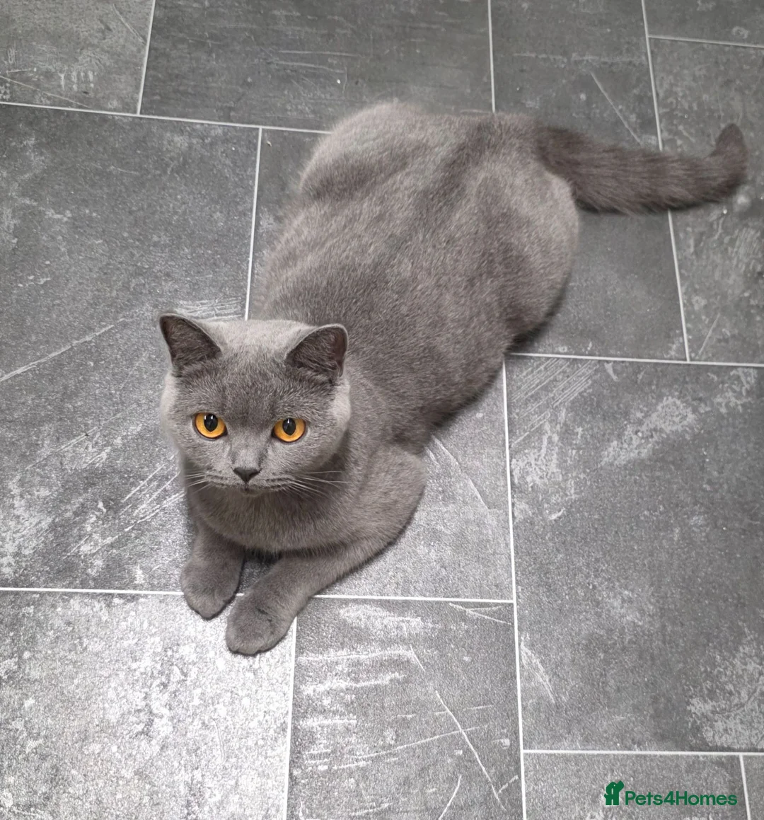 British Shorthair cats for sale: Ready to go British Shorthair kittens  - Advert 2