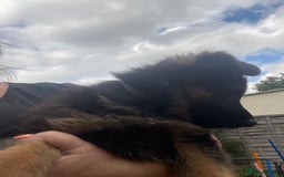 German Shepherd dogs for sale: German Shepherd pups KCRegistered/hip&elbow scored - Image 15