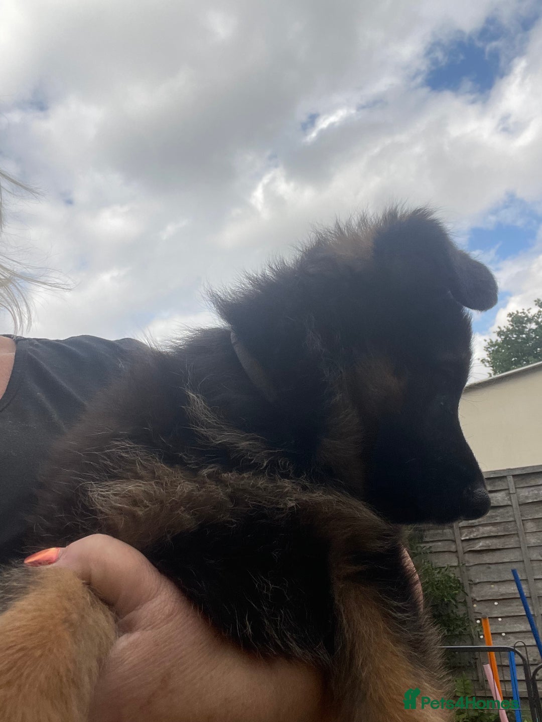 German Shepherd dogs for sale: German Shepherd pups KCRegistered/hip&elbow scored - Image 15