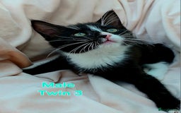 Mixed Breed cats for sale: Maine Coon Cross Kittens Still Available!! - Image 14