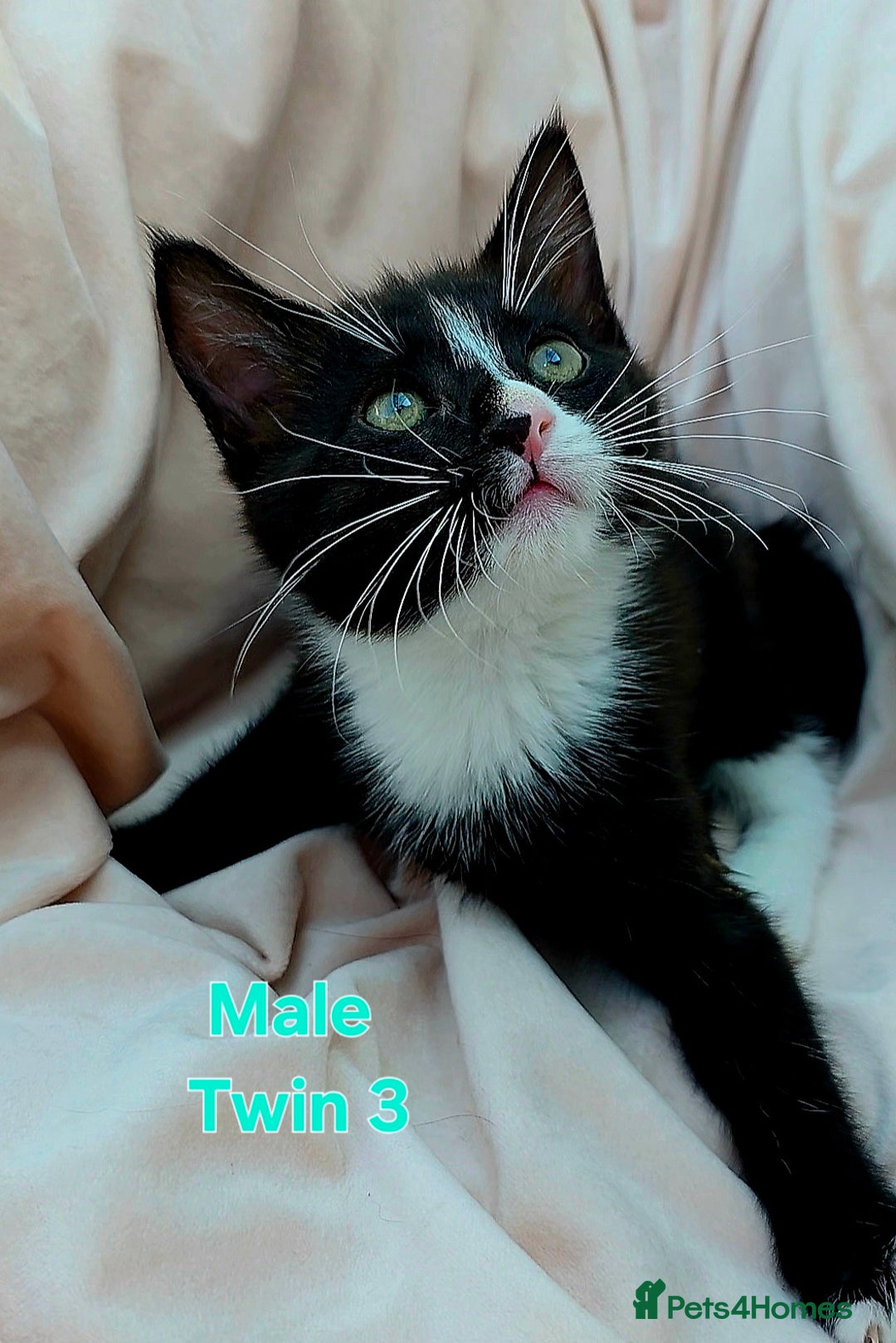 Mixed Breed cats for sale: Maine Coon Cross Kittens Still Available!! - Image 14