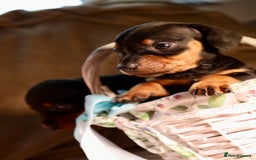 Dachshund dogs for sale: Dachshund Cute Puppies Looking for Forever Home   - Image 10