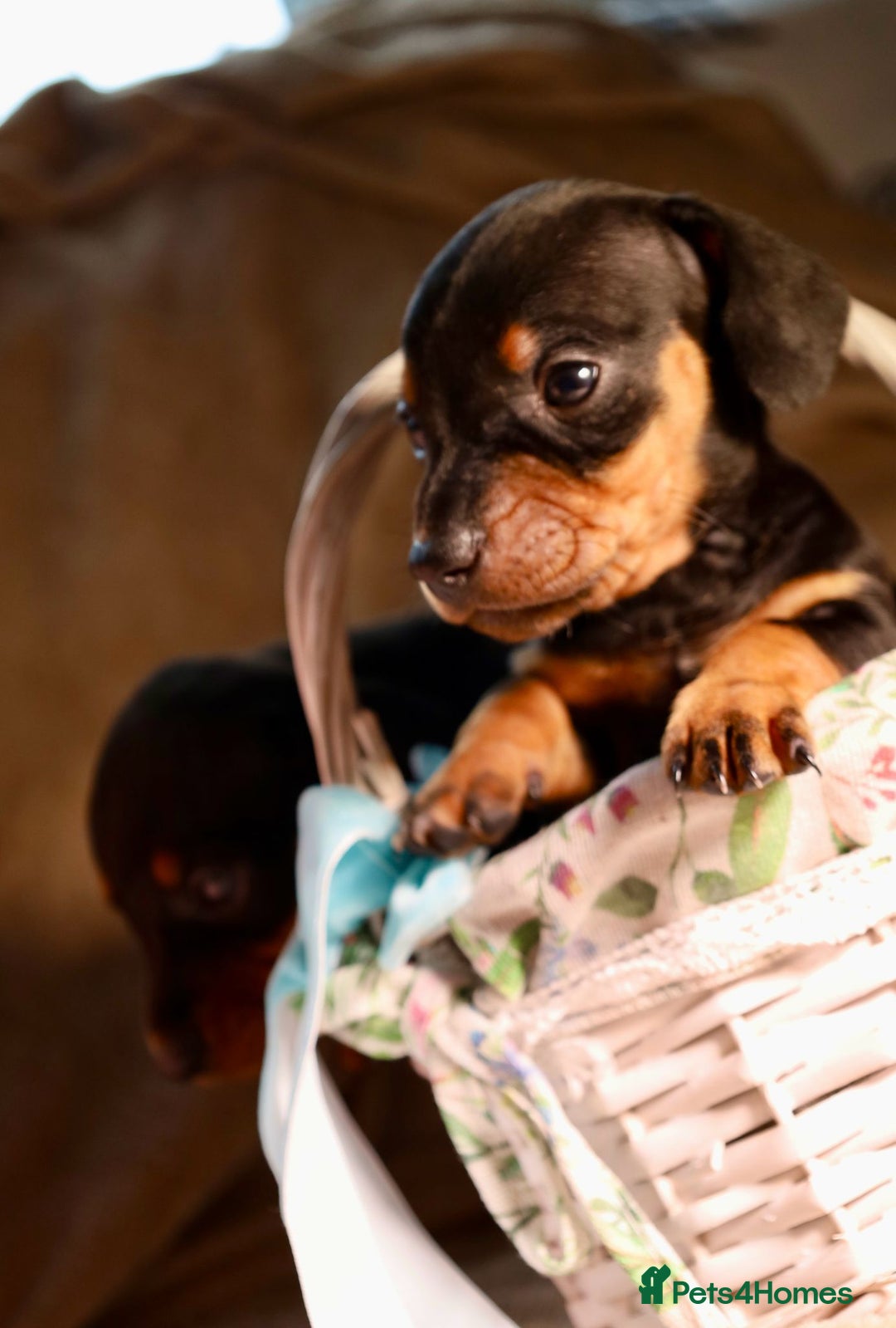 Dachshund dogs for sale: Dachshund Cute Puppies Looking for Forever Home   - Image 10