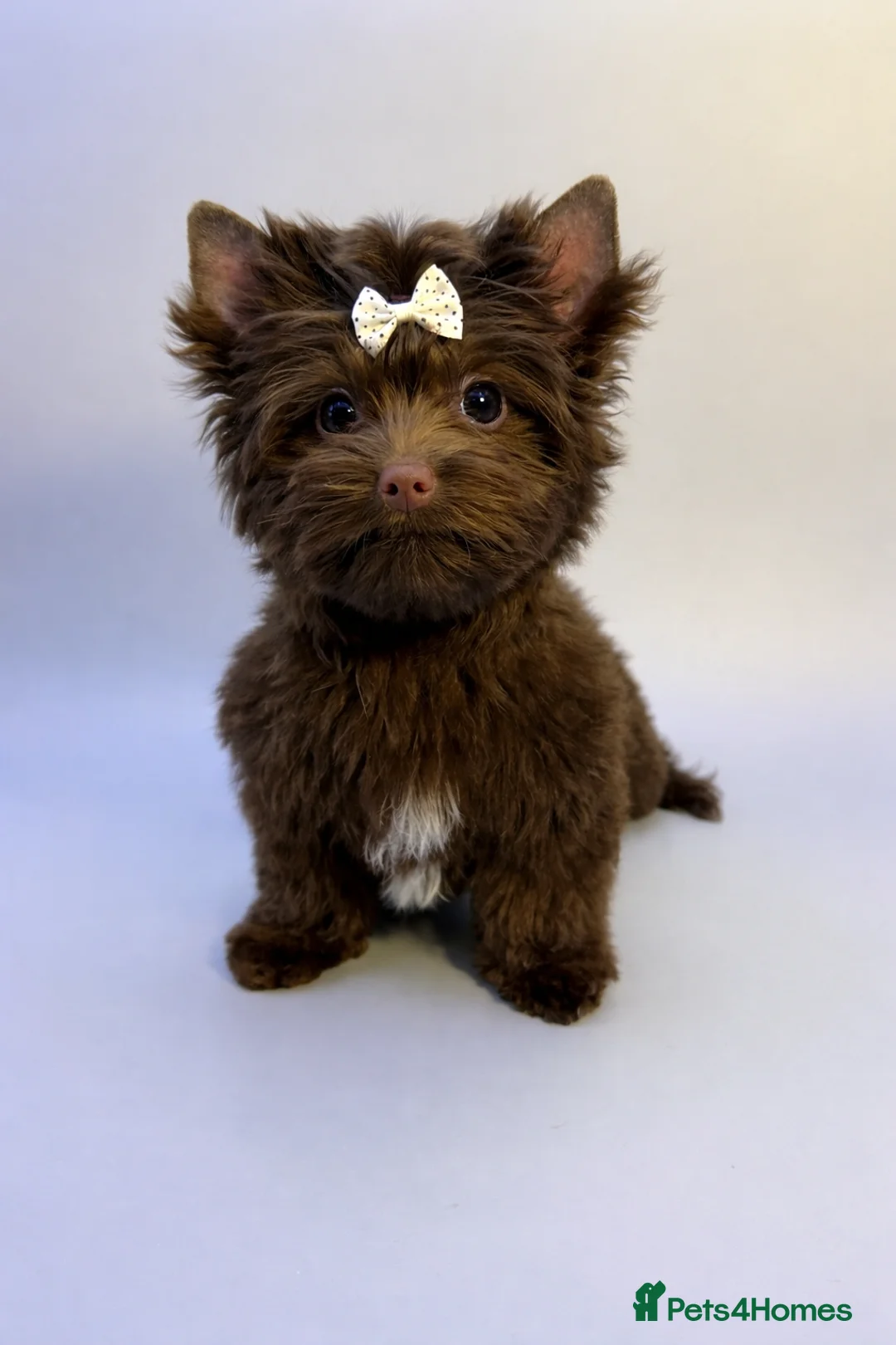 Yorkshire Terrier dogs for sale: Dropped prices!! Fantastic Tiny Boys🐾 Pedigree 🐾 - Advert 5