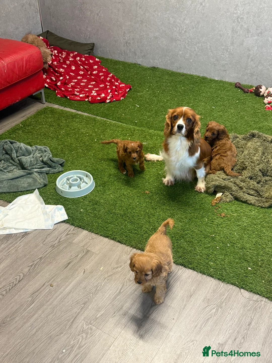 Cavapoo dogs for sale: Fox red cavapoos - Advert 6
