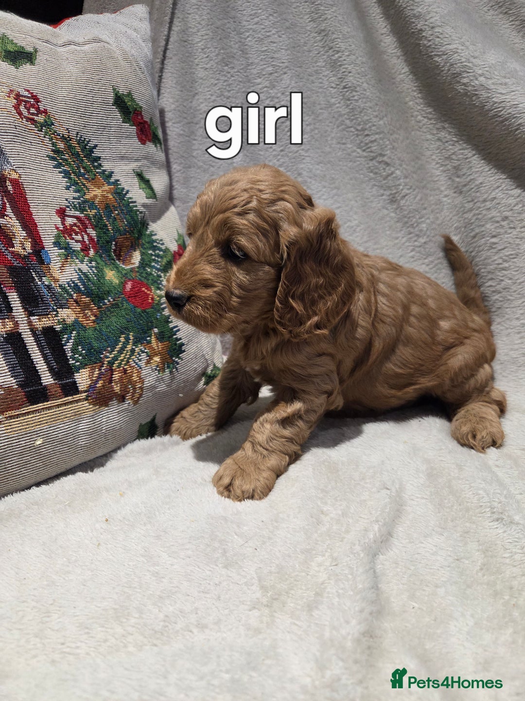 Cockapoo dogs for sale: Cockapoo puppys - Advert 5