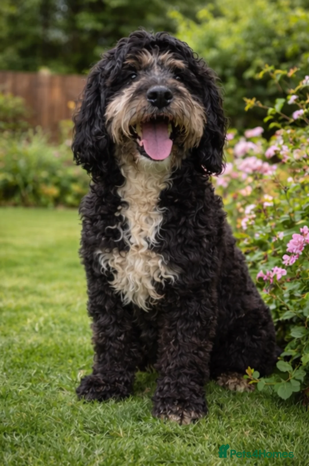 Goldendoodle dogs for sale: Beautiful Goldendoodle Puppies  - Advert 1