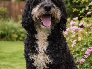 Goldendoodle dogs Beautiful Goldendoodle Puppies - Advert 4