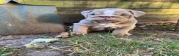 English Bulldog dogs for sale: Lilac Tri English Bulldog Puppies  - Advert 4