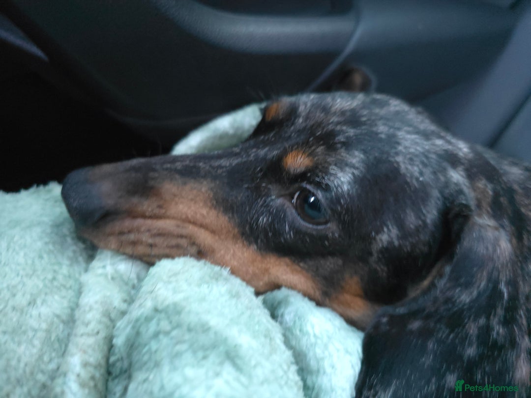 Dachshund dogs for sale: Standard dapple Dachsund  - Advert 3