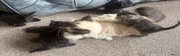 Ragdoll cats for sale: Ragdol kittens  - Advert 8