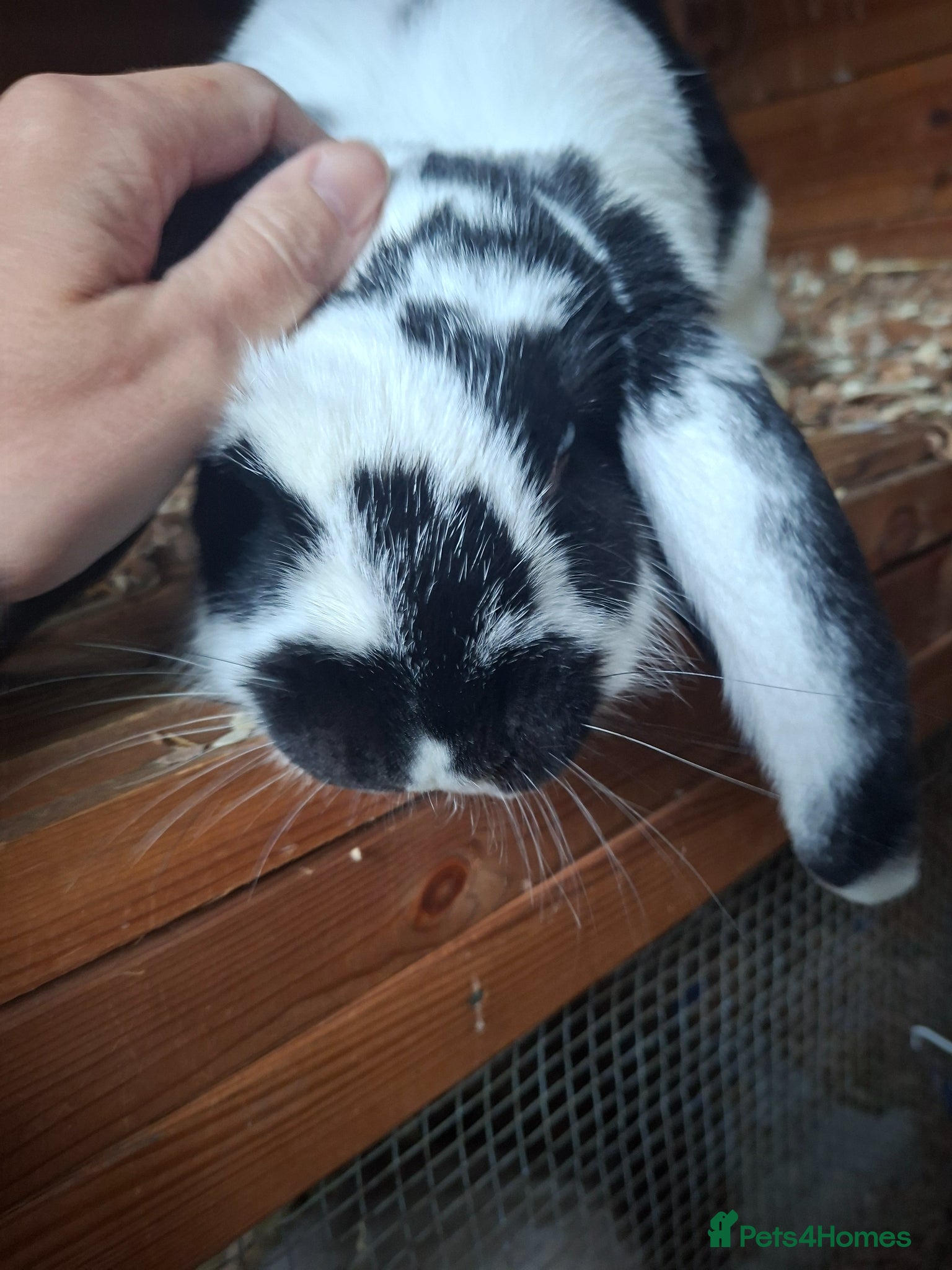French Lop rabbits  french lop girl - Advert 2