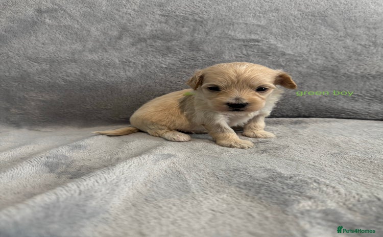 Maltipoo dogs - Advert 12