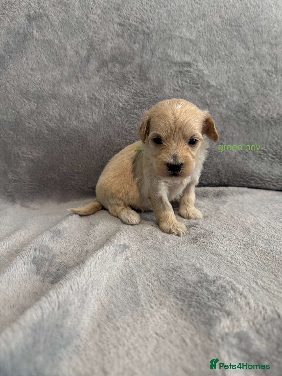 Maltipoo dogs for sale: 5 beautiful Maltese pups for sale - Image 1