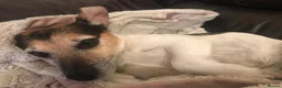 Jack Russell dogs for sale: Jack Russell looking for a loving home  - Advert 3