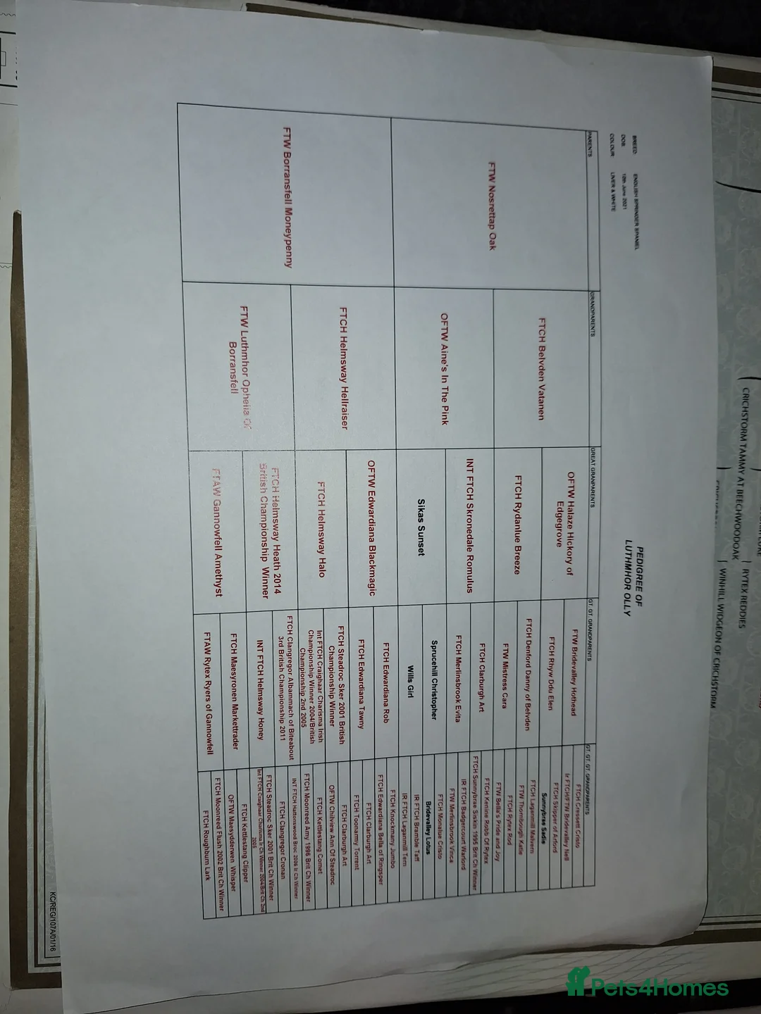 English Springer Spaniel dogs for stud: Beautiful Proven Springer Spaniel for stud. in Abertillery - Advert 10