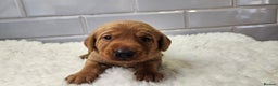Labrador Retriever dogs for sale: Stunning Fox Red Labrador - Available 9th Jan - Advert 7