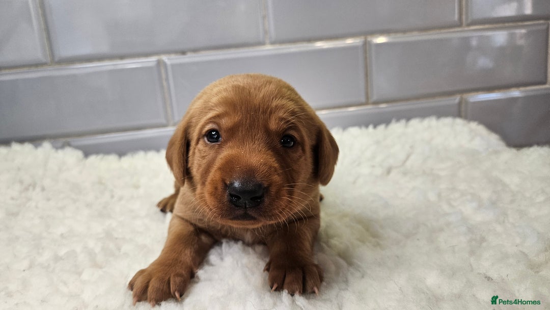 Labrador Retriever dogs for sale: Stunning Fox Red Labrador - Available 2nd Dec - Image 7