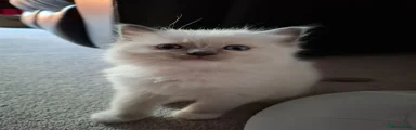 Ragdoll 1