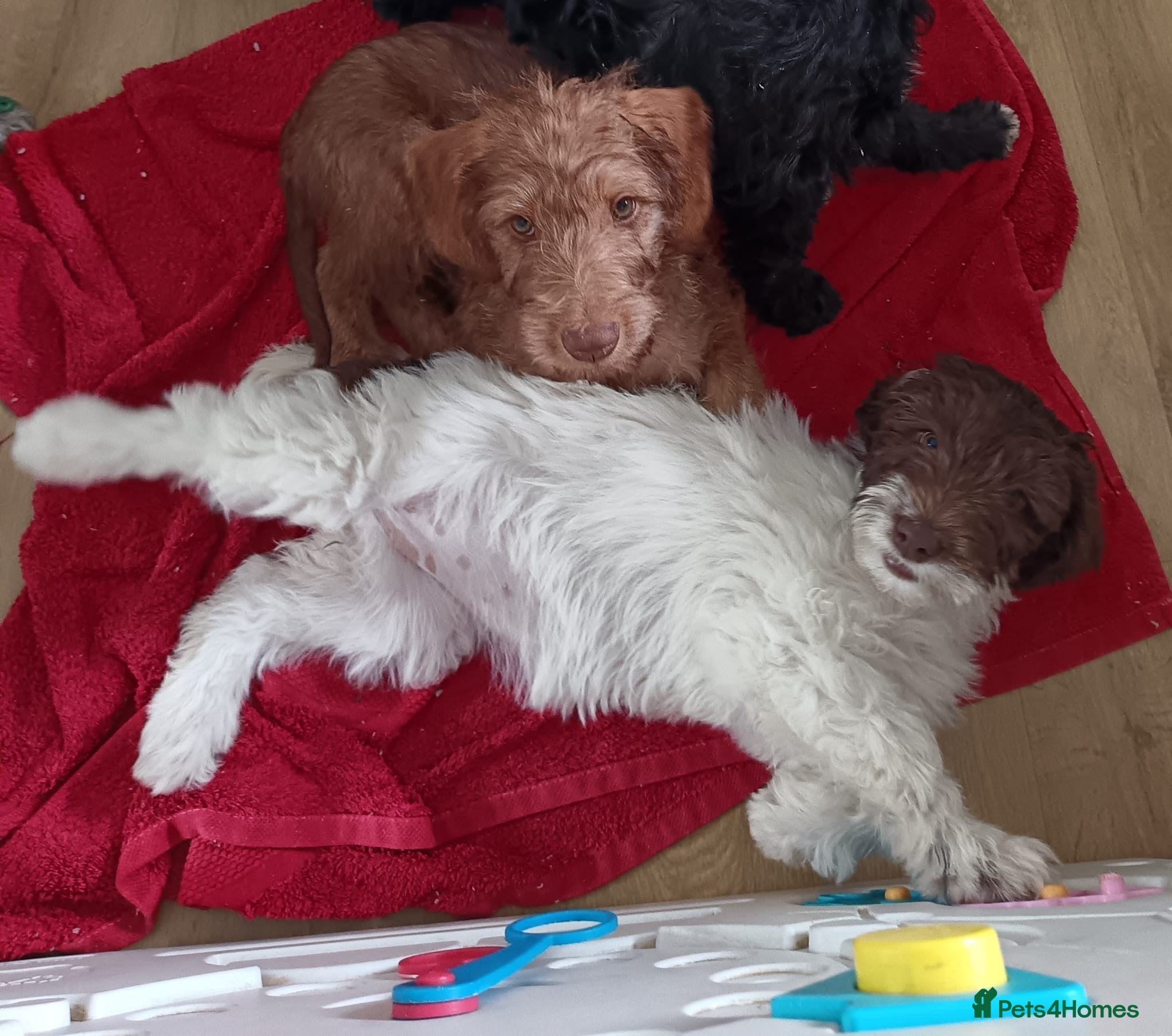 Labradoodle dogs Labradoodles puppies ready now fully vaccinated  - Advert 5