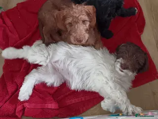 Labradoodle dogs Labradoodles puppies ready now fully vaccinated - Advert 5