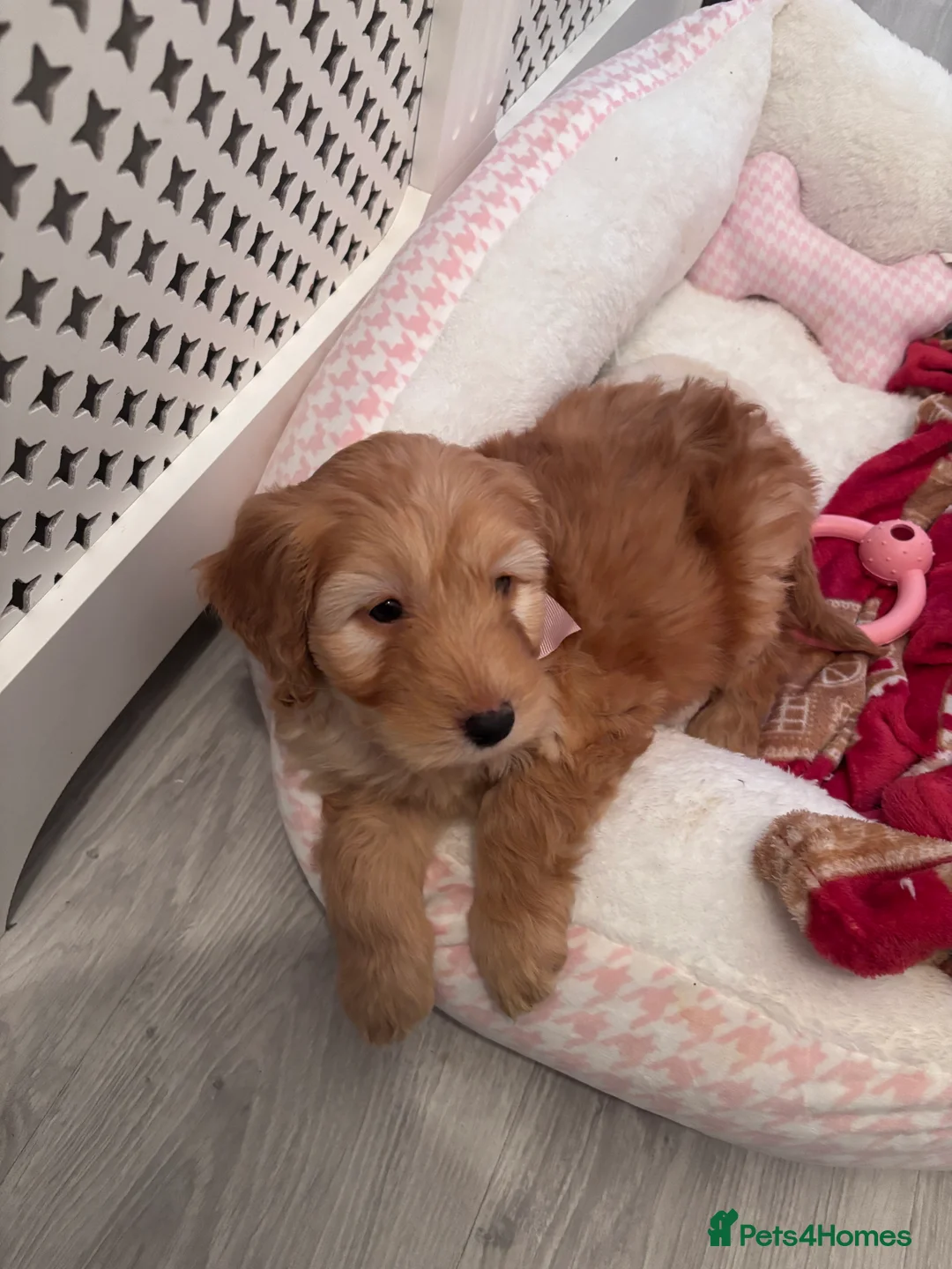 Cockapoo dogs for sale: Female cockapoo - Advert 4