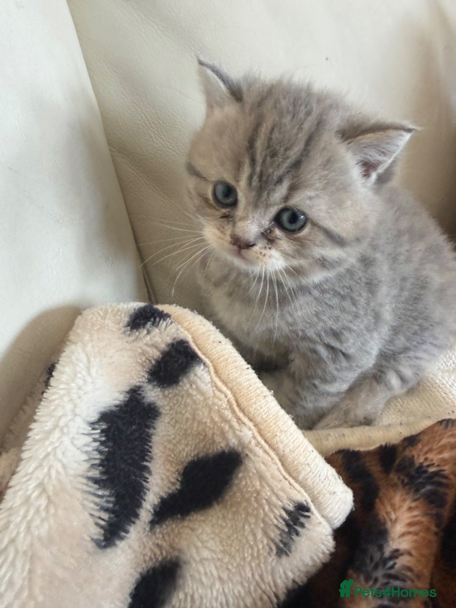British Shorthair cats Pure Pedigree British Shorthair Kittens - Advert 2
