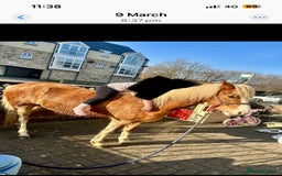 Welsh Section A horses for sale: Chestnut Welsh A  - Advert 1