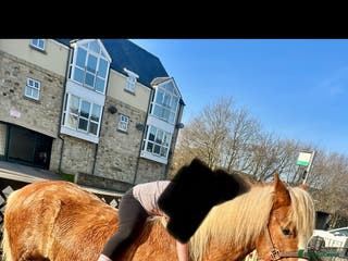 Welsh Section A horses Chestnut Welsh A - Advert 14