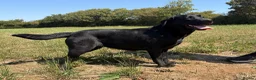 Labrador Retriever dogs for sale: Adult - Quality Labrador Retriever Bitch  - Advert 7