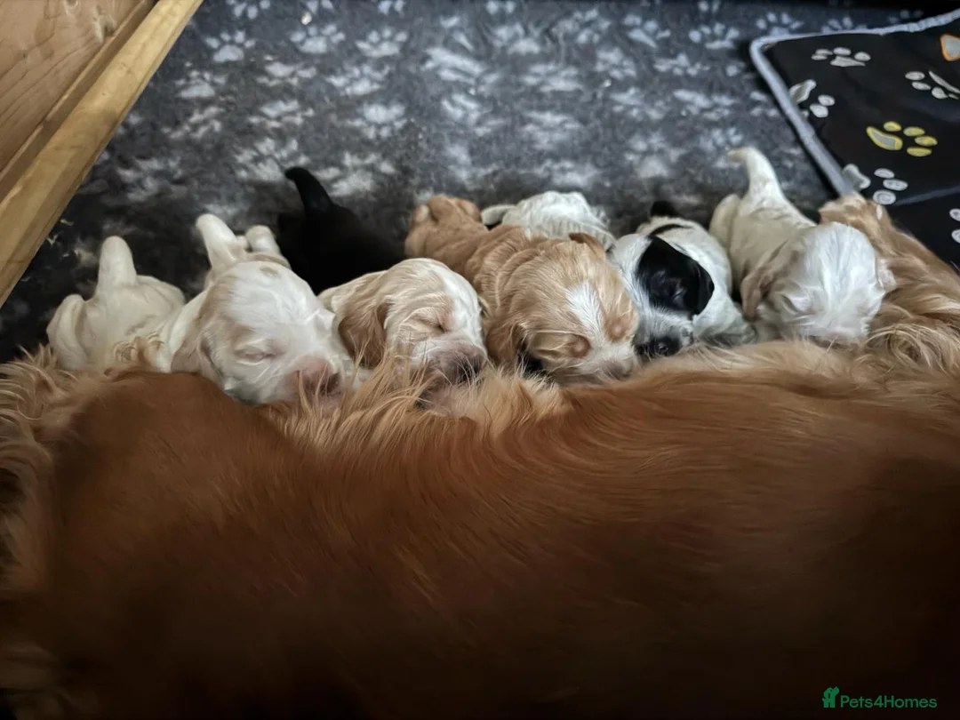 Cocker Spaniel dogs for sale: Gorgeous KC/Full Health Cocker Spaniel show type - Advert 10