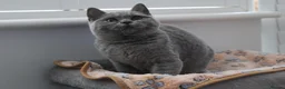 British Shorthair cats for sale: Blue British Shorthair ✨ chunky teddy bear kittens - Advert 10