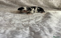 Maltipoo dogs for sale: 🤩 4 stunning male F1 Maltipoo 🤩 - Image 9