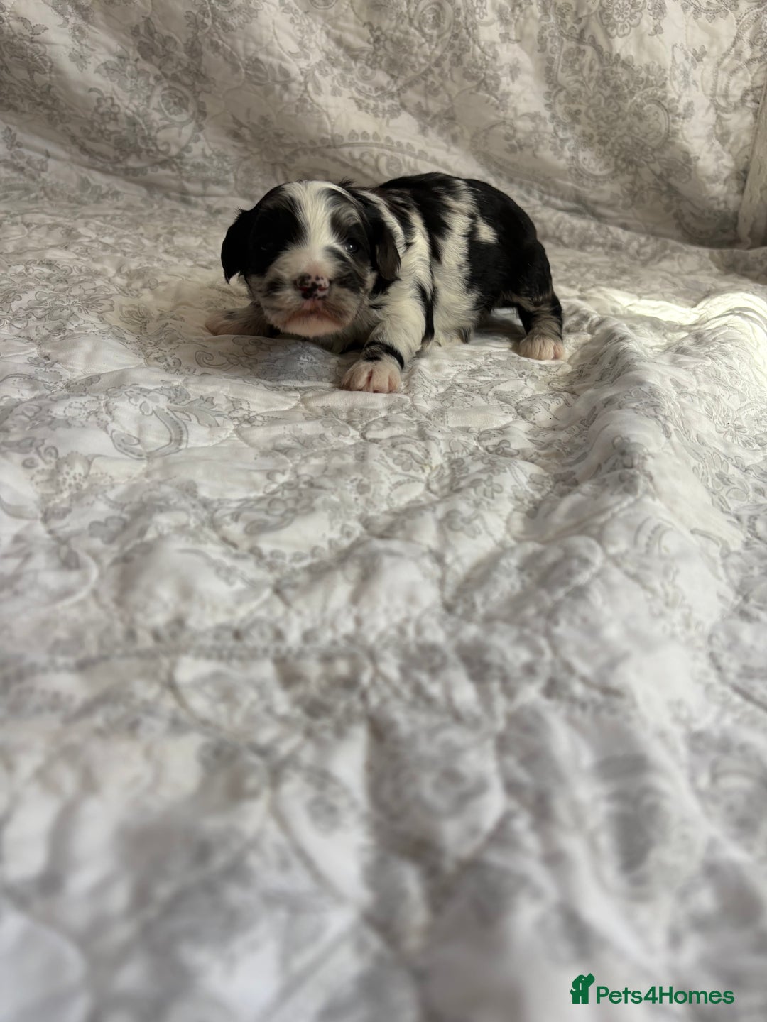 Maltipoo dogs for sale: 🤩 4 stunning male F1 Maltipoo 🤩 - Image 9