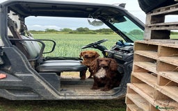 Cockerdor dogs for sale: Beautiful Cockerdor puppies for sale  - Image 16