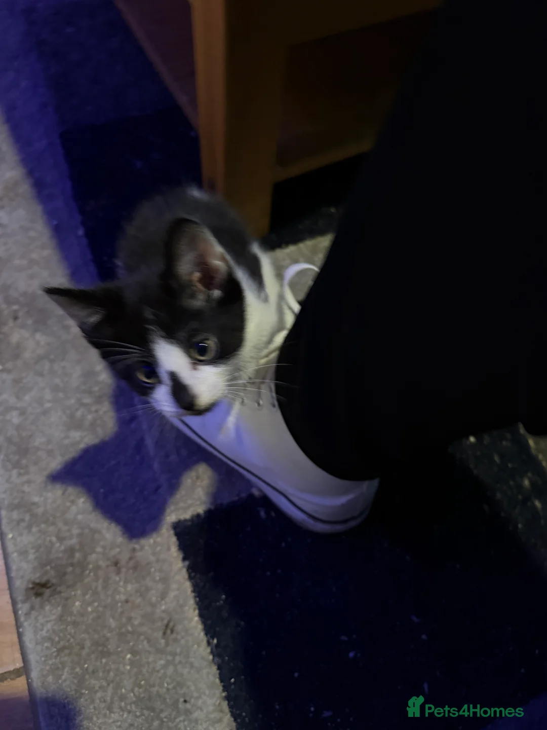 British Shorthair cats for sale: Kittens 8 weeks old boys  - Advert 13