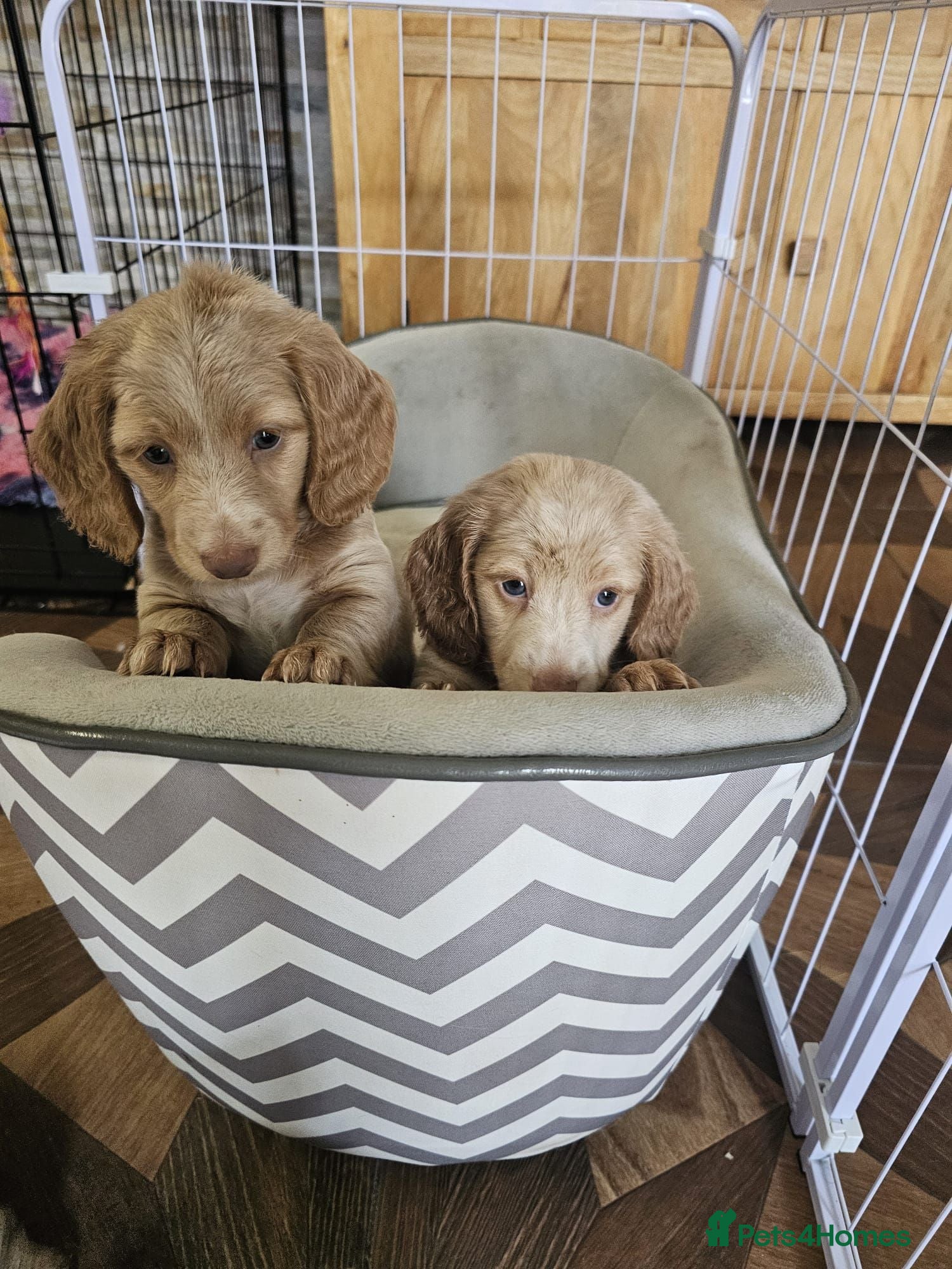 Miniature Dachshund dogs Ready to go! Gorgeous long haired pups - Advert 4