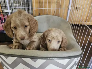 Miniature Dachshund dogs Ready to go! Gorgeous long haired pups - Advert 4