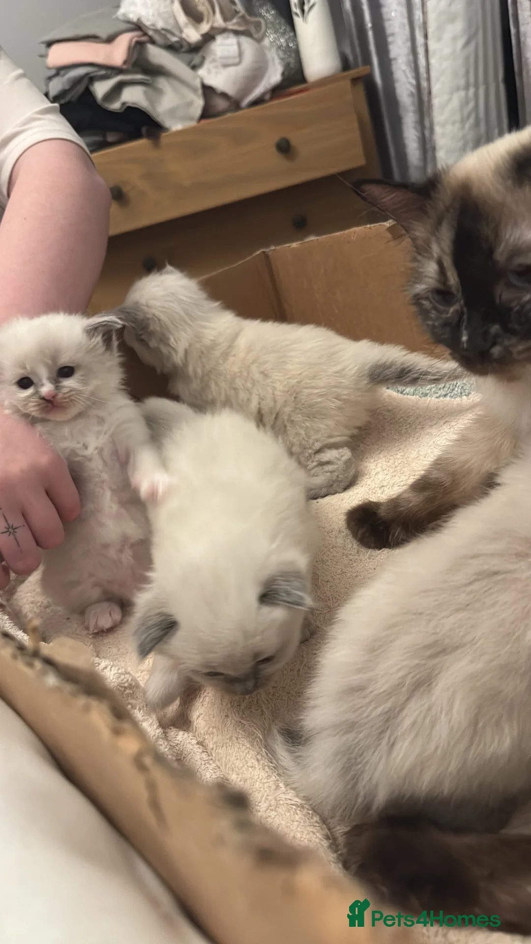 Ragdoll cats for sale: Ragdoll kittens  - Advert 2