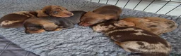 Miniature Dachshund dogs for sale: Beautiful Miniature Dachshund PuppiesSmooth Coated - Advert 6