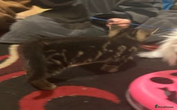 Mixed Breed cats for sale: 3 Beutiful kittens - Image 7