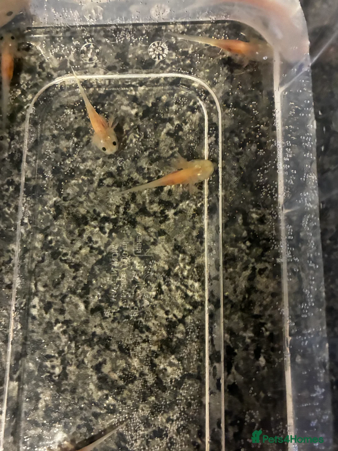 Axolotl reptiles for sale: Baby axolotls  - Advert 3