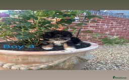 Jackapoo dogs for sale: 5 beautiful Jackapoo boys ready now!  - Image 3