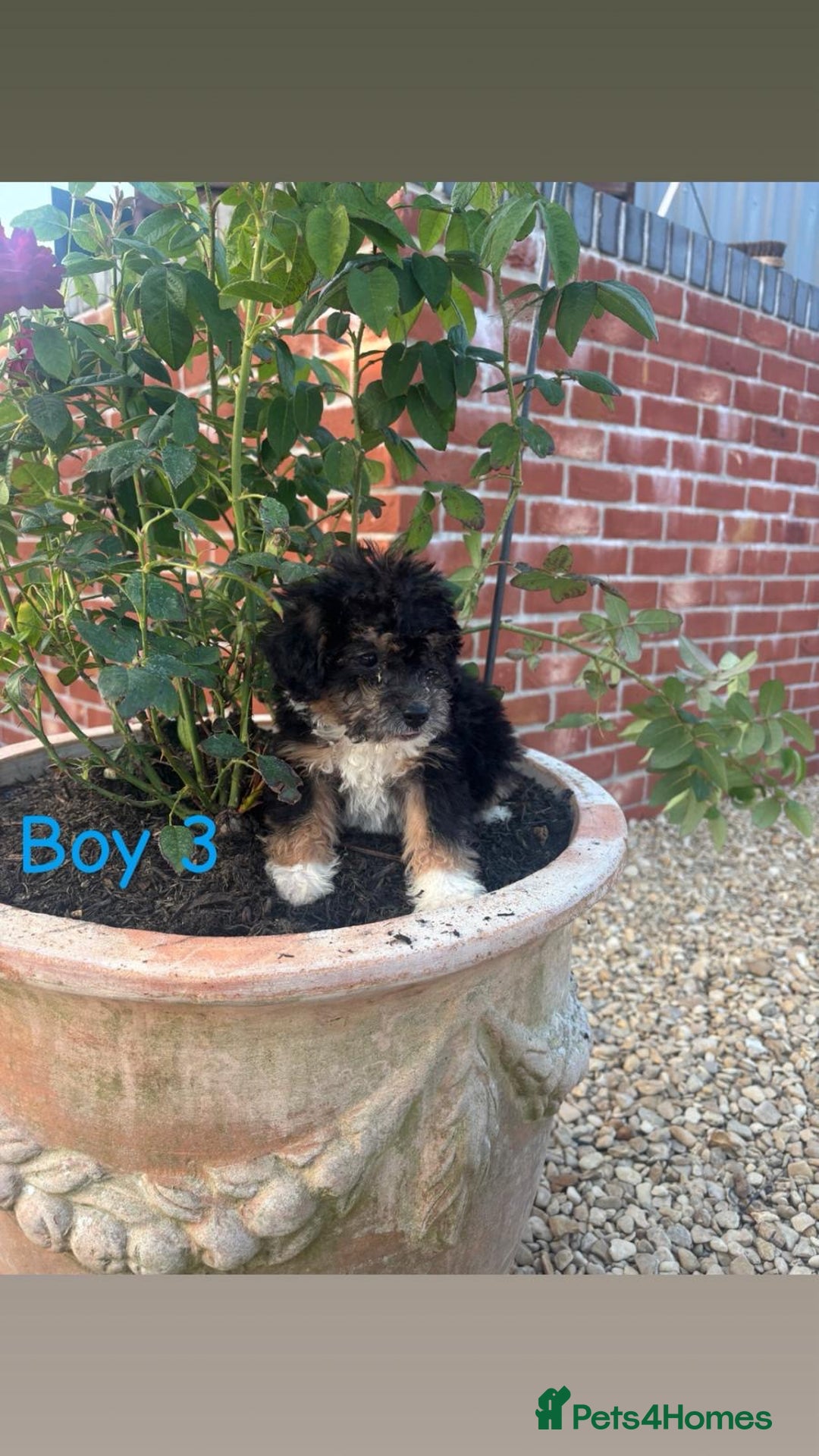 Jackapoo dogs for sale: 5 beautiful Jackapoo boys ready now!  - Image 3