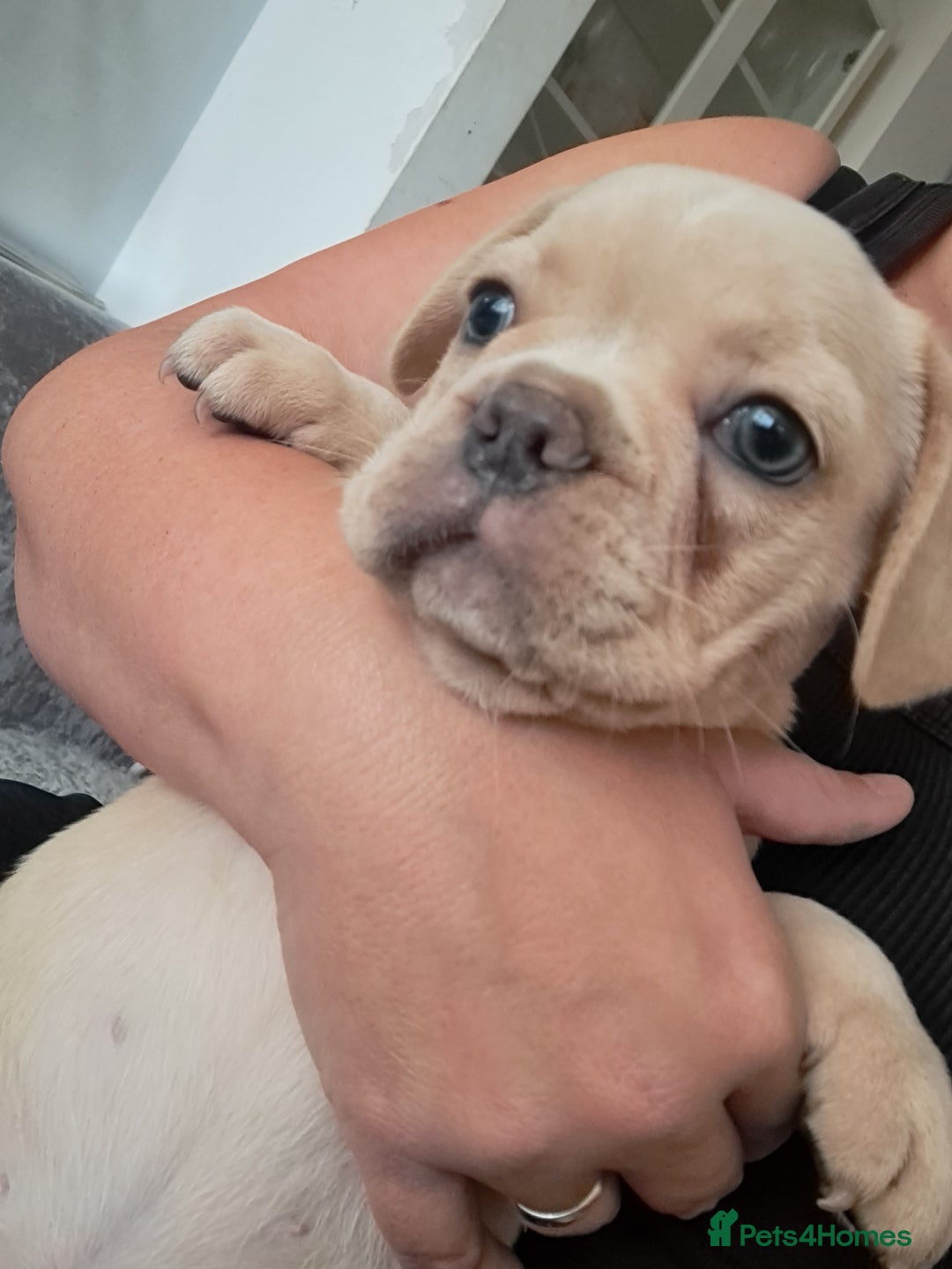 French Bulldog dogs for sale: 4 Beautiful Babies  - Image 32