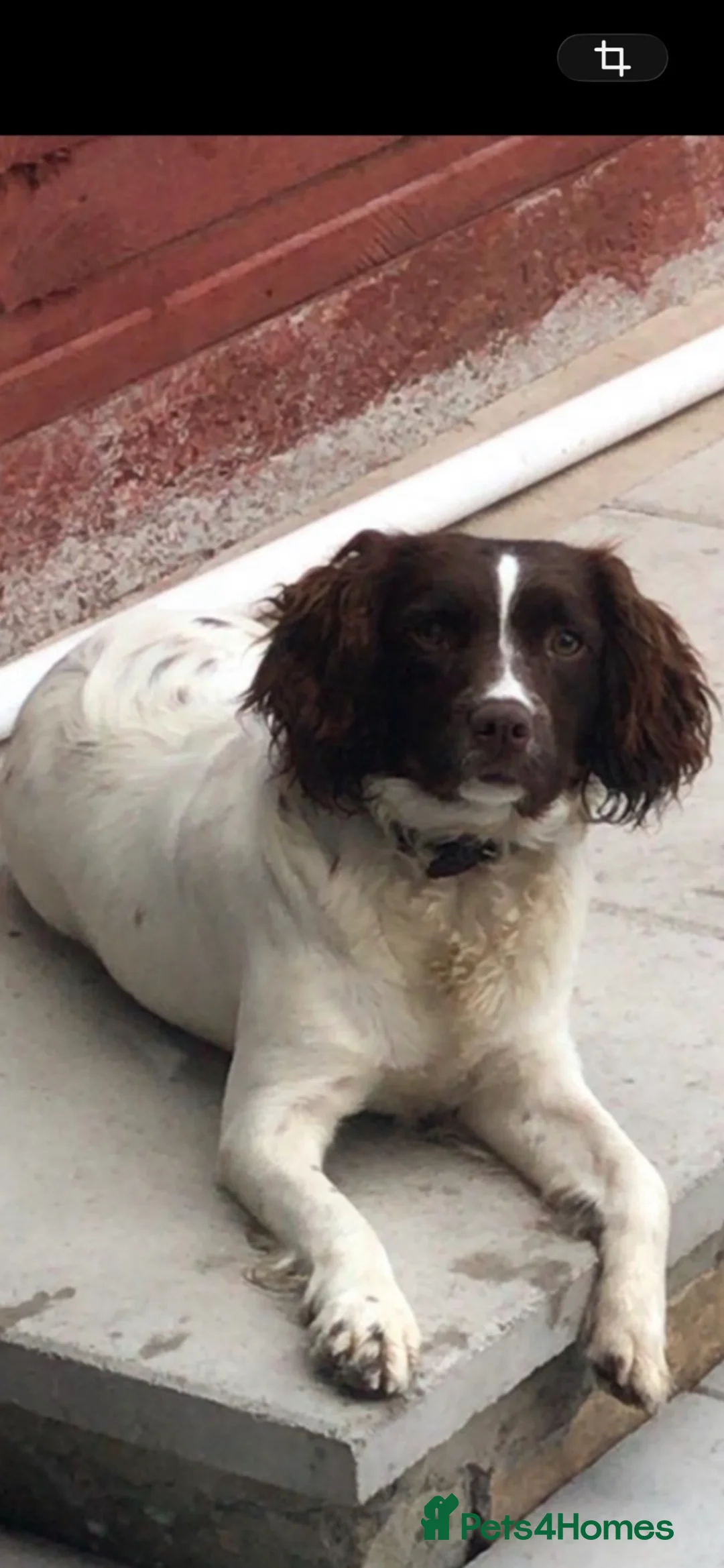 Sprocker dogs for sale: Sprocker spaniel puppies  - Advert 1