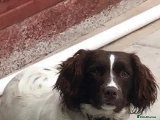 Sprocker dogs Sprocker spaniel puppies - Advert 17