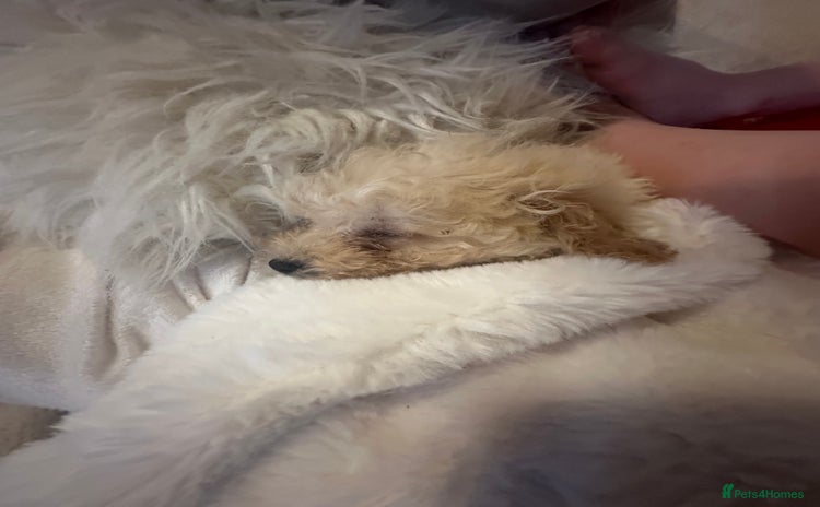 Poochon dogs - Advert 1